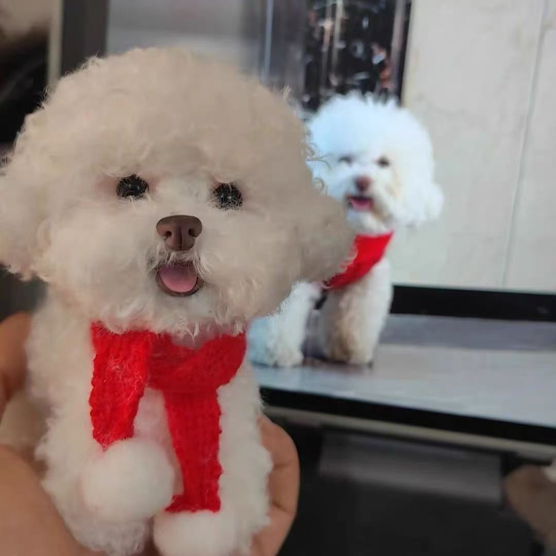 Customized Lovely Cat & Dog Pipe Cleaner Plush Toys-'chat' icon on the left bottom to send photos to us