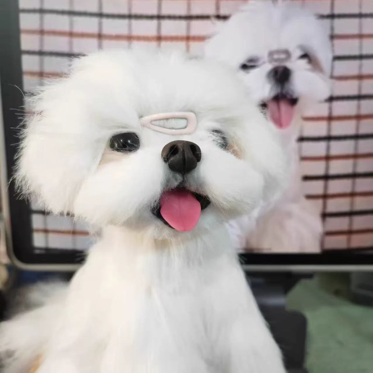 Customized Lovely Cat & Dog Pipe Cleaner Plush Toys-'chat' icon on the left bottom to send photos to us